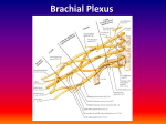 Brachial Plexus