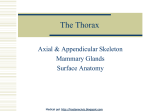 The Thorax