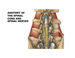 ANATOMY OF THE SPINAL CORD AND SPINAL NERVES