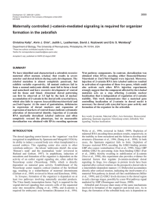 Maternal control of the zebrafish organizer