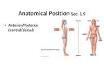 Anatomical Position Sec. 1.9