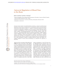 Astrocyte Regulation of Blood Flow in the Brain