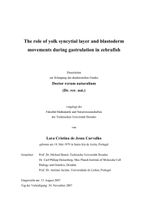 The role of yolk syncytial layer and blastoderm movements during