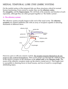 MEDIAL TEMPORAL LOBE (THE LIMBIC SYSTEM)