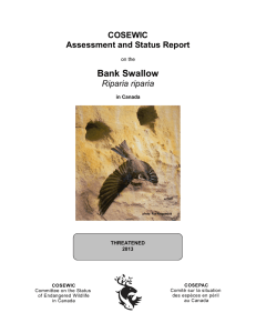 COSEWIC assessment and status report on the Bank Swallow
