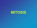 Mitosis PPT