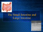 The Small Intestine, Large Intestine and Rectum