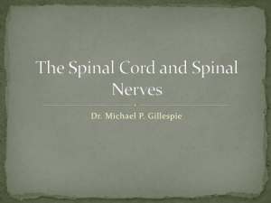 The Spinal Cord and Spinal Nerves