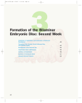 Formation of the Bilaminar Embryonic Disc: Second Week