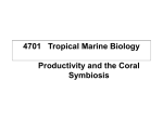 Tropical Marine Biology Productivity and the Coral Symbiosis