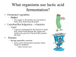 What organisms use lactic acid fermentation?