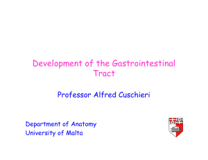 Development of the Gastrointestinal Tract