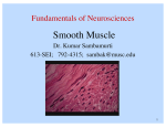 Smooth Muscle