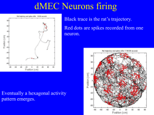 How grid cells neurons encode rat position