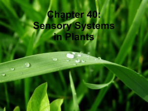 Sensory Systems in Plants