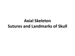 Axial Skeleton - Sutures and Landmarks of Skull