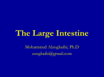L8-The Large Intestine