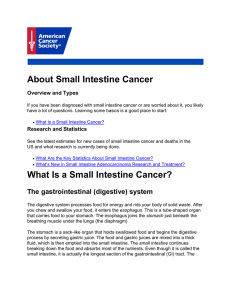 About Small Intestine Cancer What Is a Small Intestine Cancer?