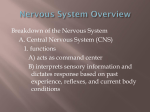 Central Nervous System