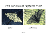 Peppered Moth