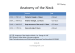 Anatomy of the Neck