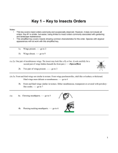 Insect Identification Key