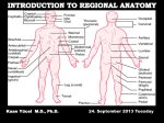 upper limb - yeditepe anatomy fhs 121