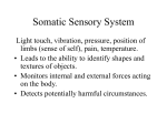 PowerPoint Presentation - Somatic Sensory System