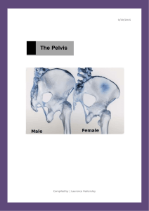 The Pelvis