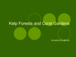 1Doughrty_Kelp Forests and Coral Gardens.pps