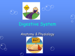 Digestive System PowerPoint