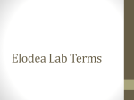 Elodea Osmosis PowerPoint