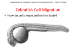 Inexpensive Cell Migration- Pre-lab presentation