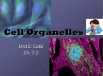 Cell Organelles 10