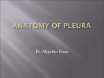 anatomy of pleura