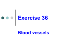 Blood Vessels - IWS2.collin.edu