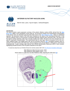 anterior olfactory nucleus (aon) - Dashboard