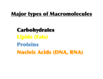 Carbohydrates Lipids (Fats) Proteins Nucleic Acids (DNA, RNA)