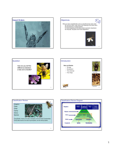 Insect Orders Objectives Question Introduction