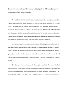 Compare the bone markings of the vertebrae and distinguish the