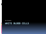White blood cells - The Silver Sword