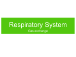 Respiratory System