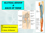 POSTERIOR COMPARTMENT OF THIGH POPLITEAL