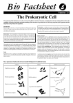 The Prokaryotic Cell