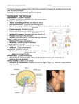 Endocrine system notes