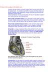 1. Describe the cardiac conduction system and an ECG. Tell how an