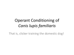 Operant Conditioning and Canis Familiaris
