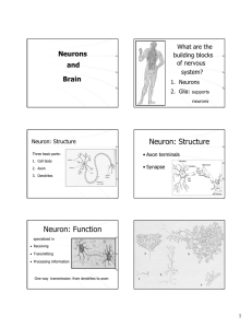 Neuron: Structure Neuron: Function