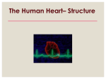 HeartStructure