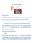 The Adrenal Glands